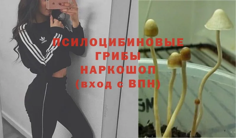 Псилоцибиновые грибы MAGIC MUSHROOMS Еманжелинск